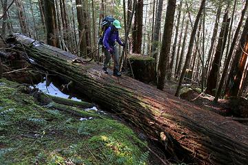 Crossing over a log at the top of the old clearcut.