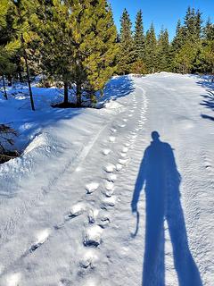 wolf tracks