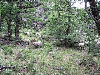 Grazing is permitted in the park for the native population