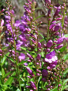 Showy penstemon growing above Cummings Creek, SE Washington