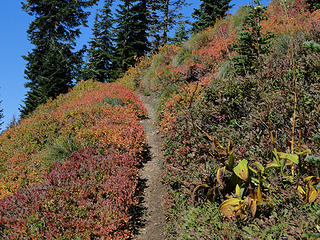 Fall colors on upper Shriner Peak trail.