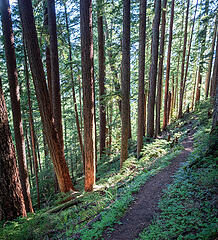 My favorite spot on the Dingford Creek trail which I call Cathedral Grove