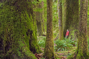 Carmanah Walbran Provincial Park 
-Vancouver Island, Canada Portfolio: <a href="http://www.lucascometto.com" target="_blank">www.lucascometto.com</a>