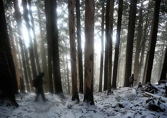 ghost forest