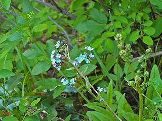 Blueflowers