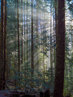 Sun rays in the trees