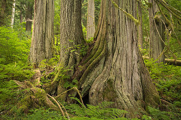 Chilliwack River Trail