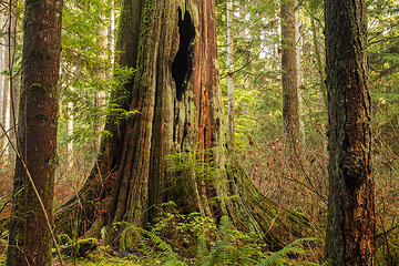 Stanley Park, Vancouver Portfolio: <a href="http://www.lucascometto.com" target="_blank">www.lucascometto.com</a>