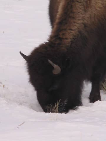 bison close-up