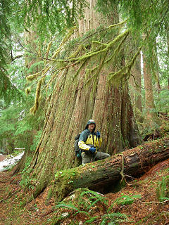 A hiker standing in front of giant cedar