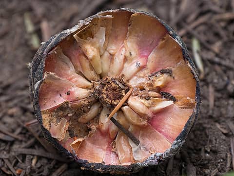 inside of a pinecone