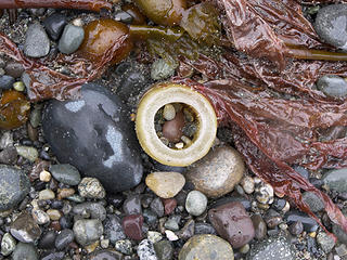 Kelp and rocks