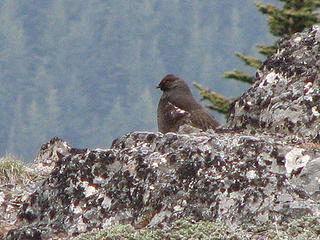 Blue Grouse in action