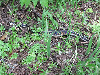 Garter snake?