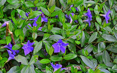 vinca 1