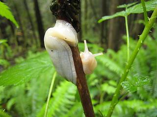 albino sluggo