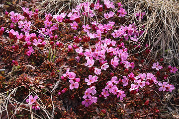 Sedum sprouting pink flowers. This is why you should try to stay on the snow as much as possible until trail melts out.