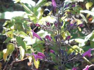 hummingbird moth