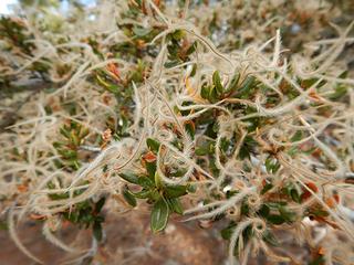 strange tree flowers