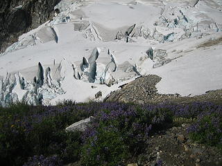 flowers and glacier