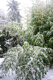 snowy bamboo