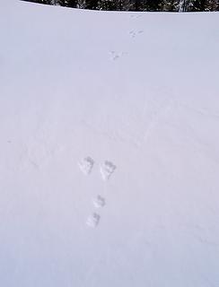 Big rabbit tracks (their length was almost as long as my snowshoe)