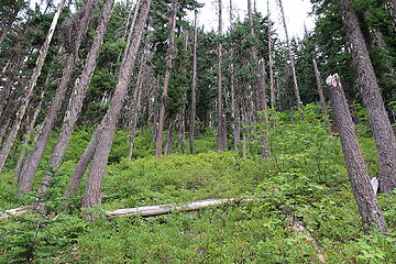 typical terrain upslope