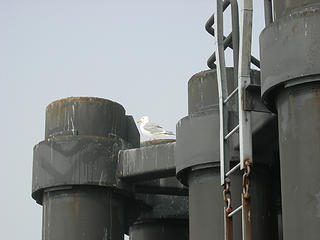 Bird perch at kingston ferry dock