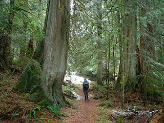 A hiker walks amongst the giants