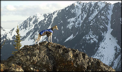 Whippet on the rocks