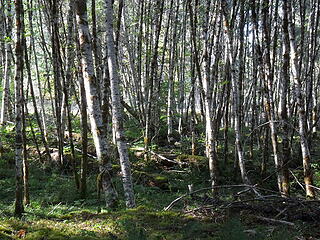 I love how the sun comes through these tree stands!