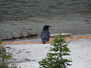 Crow at Eunice Lake.