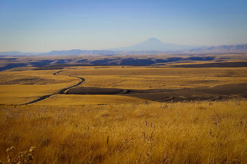 Mt Adams and Wheat seen along the way to the painted hills.