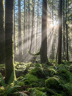 mossy forest