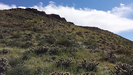 Coming down from Table Mtn.