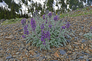 Silky Phacelia