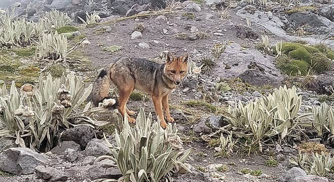 Culpeo (Andean fox)