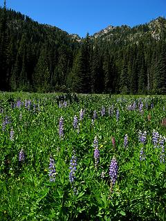 Escondito Meadow, looking up the valley toward Escondito Tarns