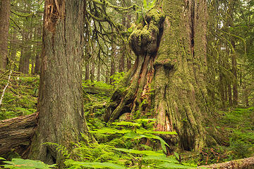 Chilliwack River Trail