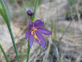 Grass Widow