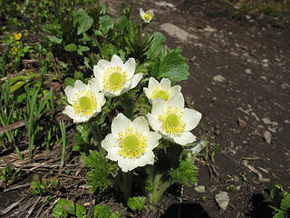 Anemone