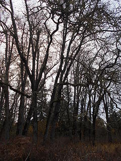 West Rocky Prairie Wildlife Area 111419 24