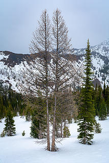 Forked Tree