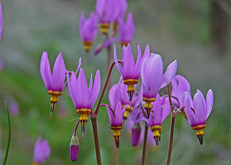 Desert Shooting star (Dodecatheon conjugens most likely although it may be Dodecatheon pulchellum)