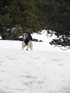Kiefer and more catnip snow