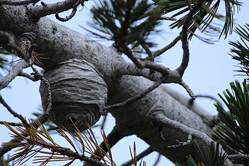 Hornets nest discovered after throwing our food rope over and getting stung in the face