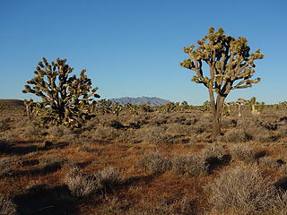 Afternoon in the land of Joshua Trees