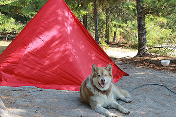 big red tent with a big red dog