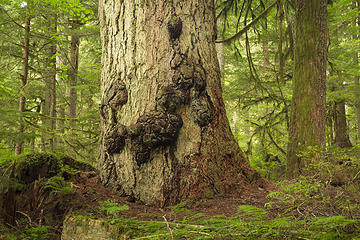 Chilliwack River Trail