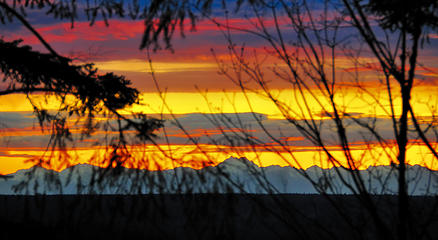 Olympic sunset thru the pesky tree branches